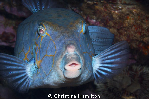 "A Face Only a Mother Could Love". Hard to believe that t... by Christine Hamilton 